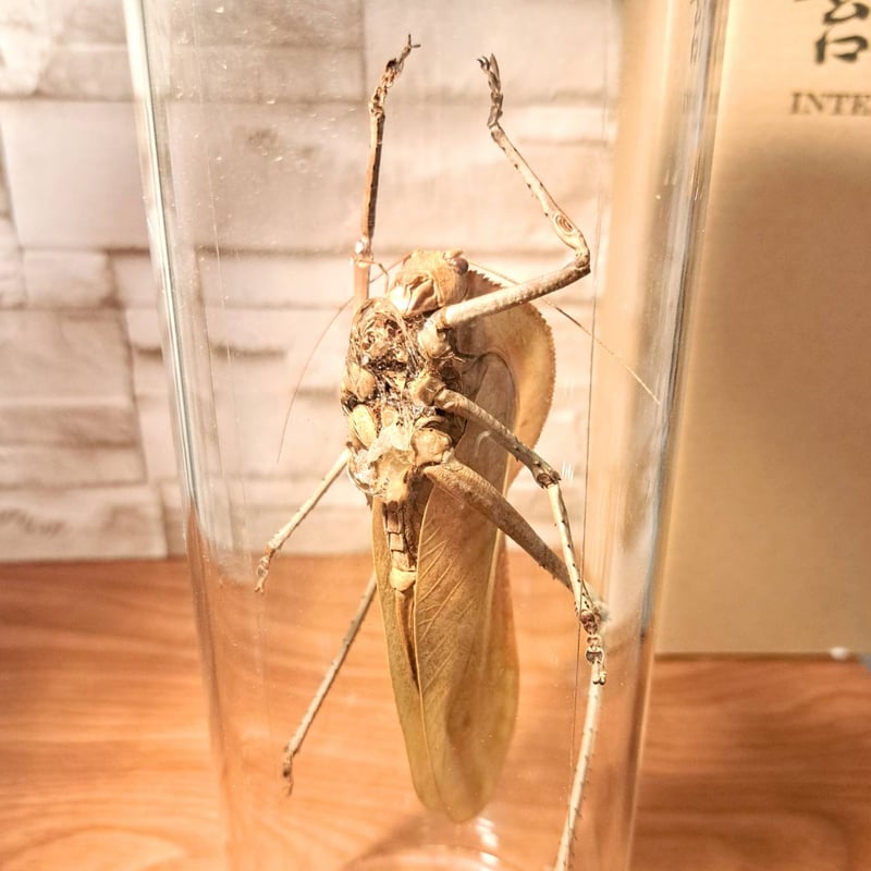 1点もの【昆虫標本】オオコノハギス(特大キリギシス) パプア