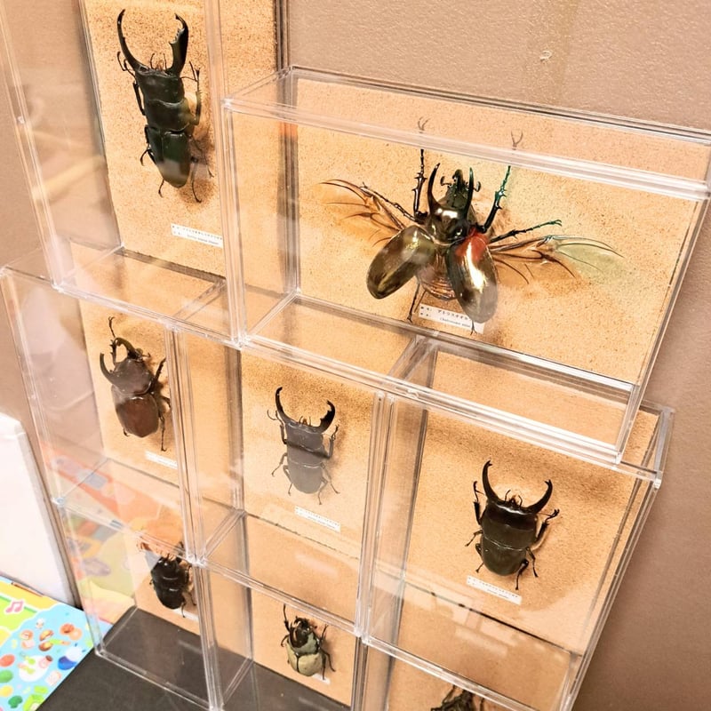 クワガタ標本 8体セット 展示ケース付きクワガタ標本7 体セット 専用