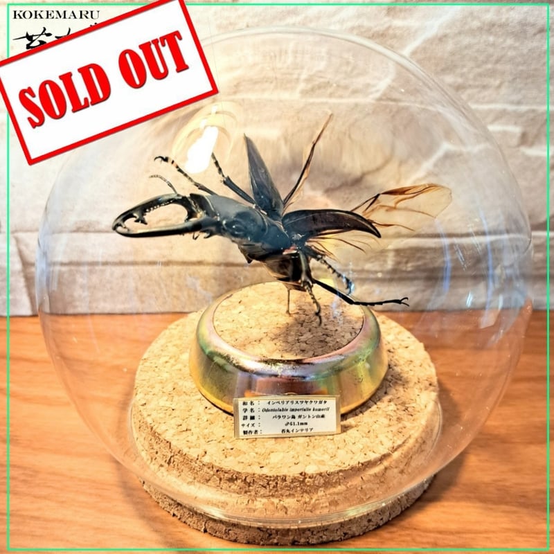 野外標本】インペリアリスツヤクワガタ(ボルネオ/パラワン)まとめ売り