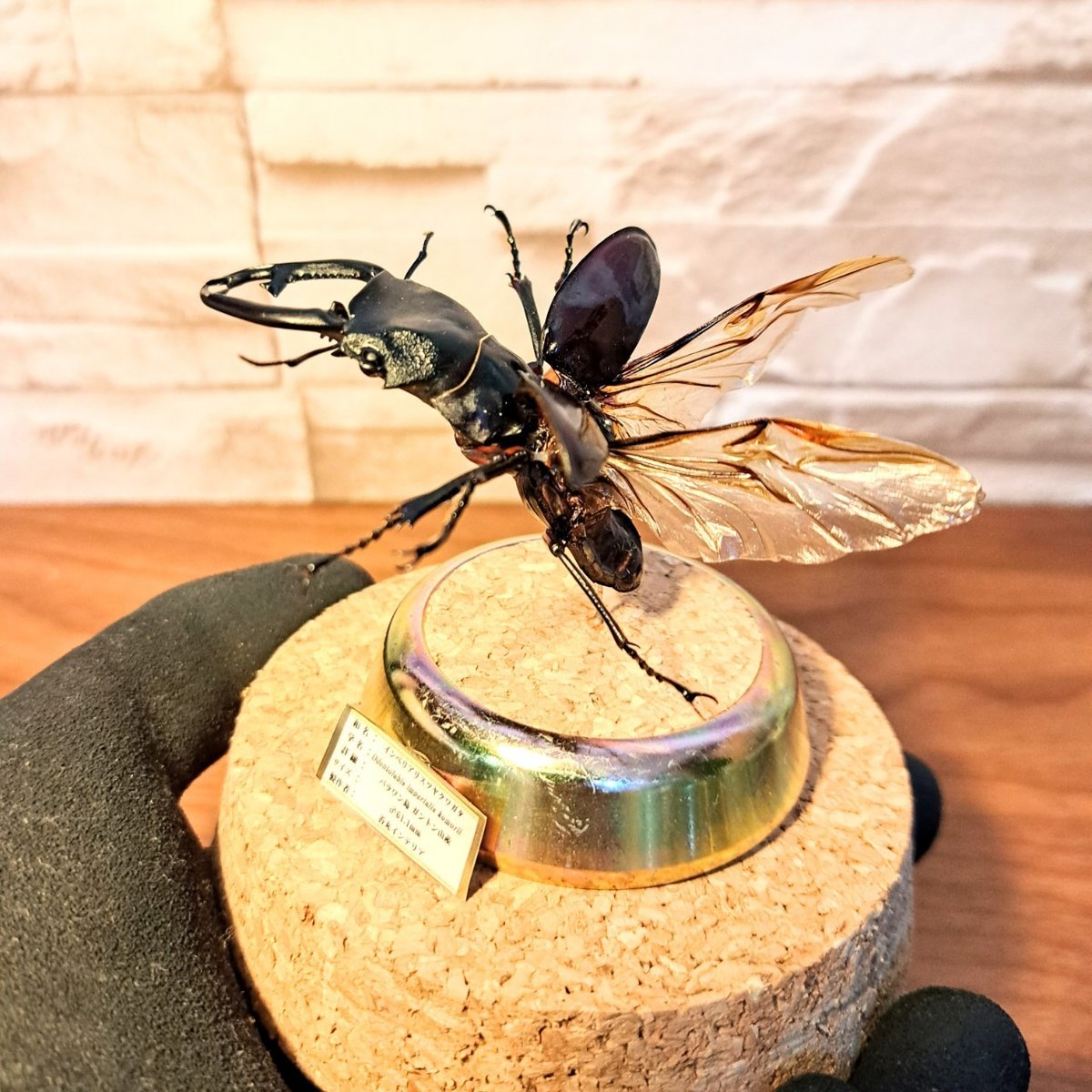 野外標本】インペリアリスツヤクワガタ(ボルネオ/パラワン) まとめ売り