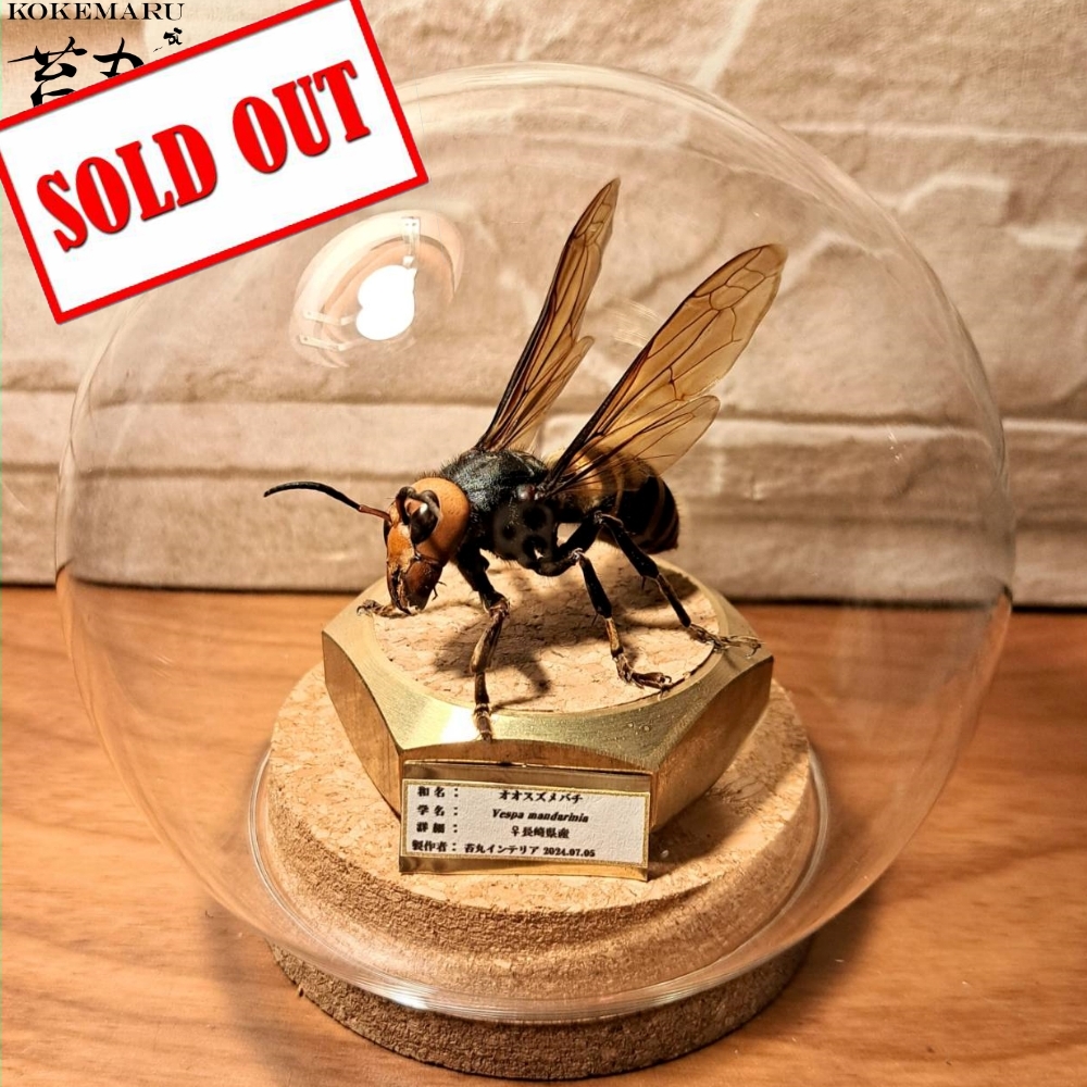 残り1【昆虫標本】オオスズメバチ(超特大サイズ)♀ 立体標本仕上げ