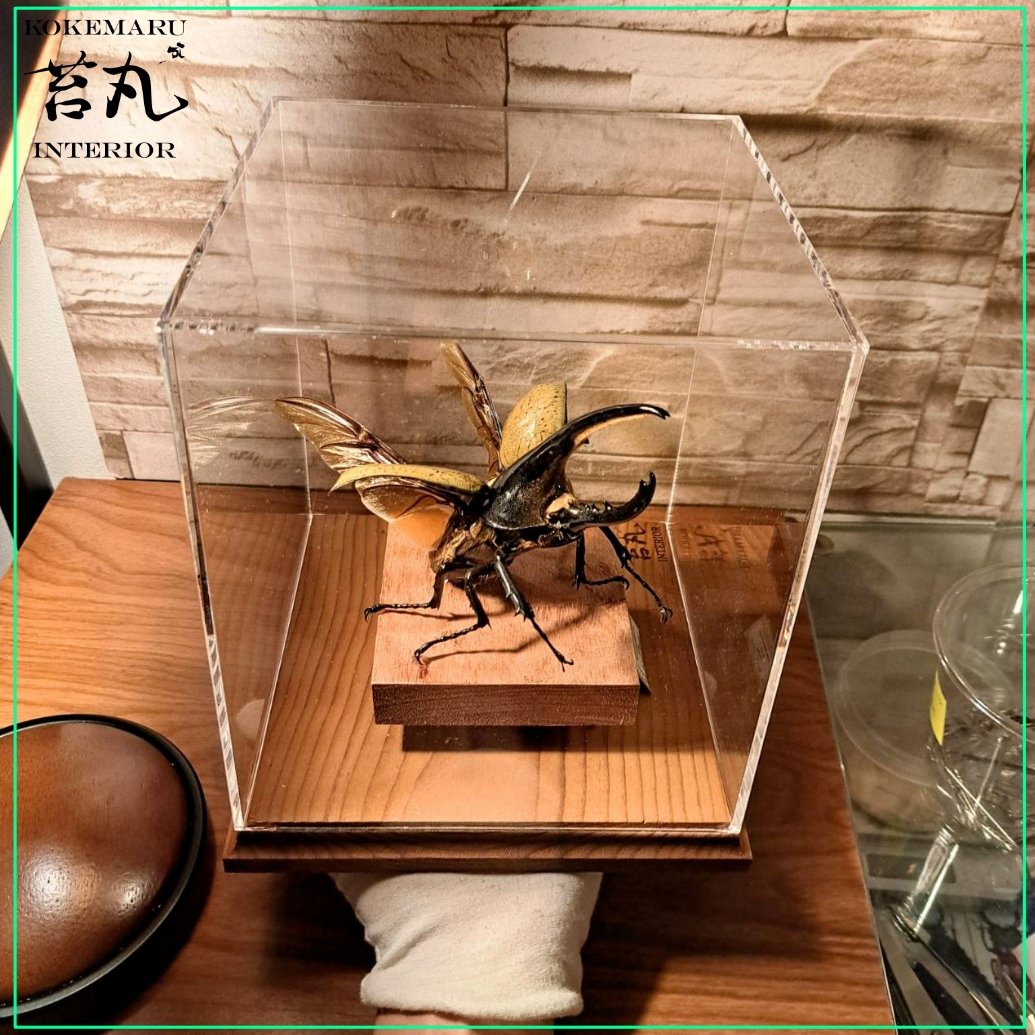 ヘラクレスオオカブト標本 透明ケース入り Amazon.co.jp: カブトムシ