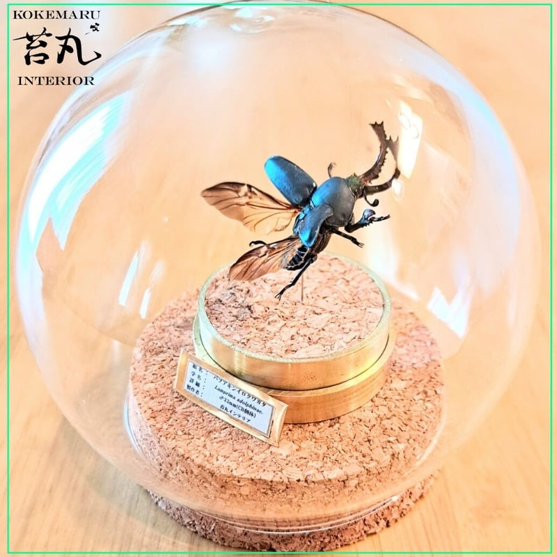 美術館級 特大作品 31cm ドームナンシー コロシント型 置物 昆虫文