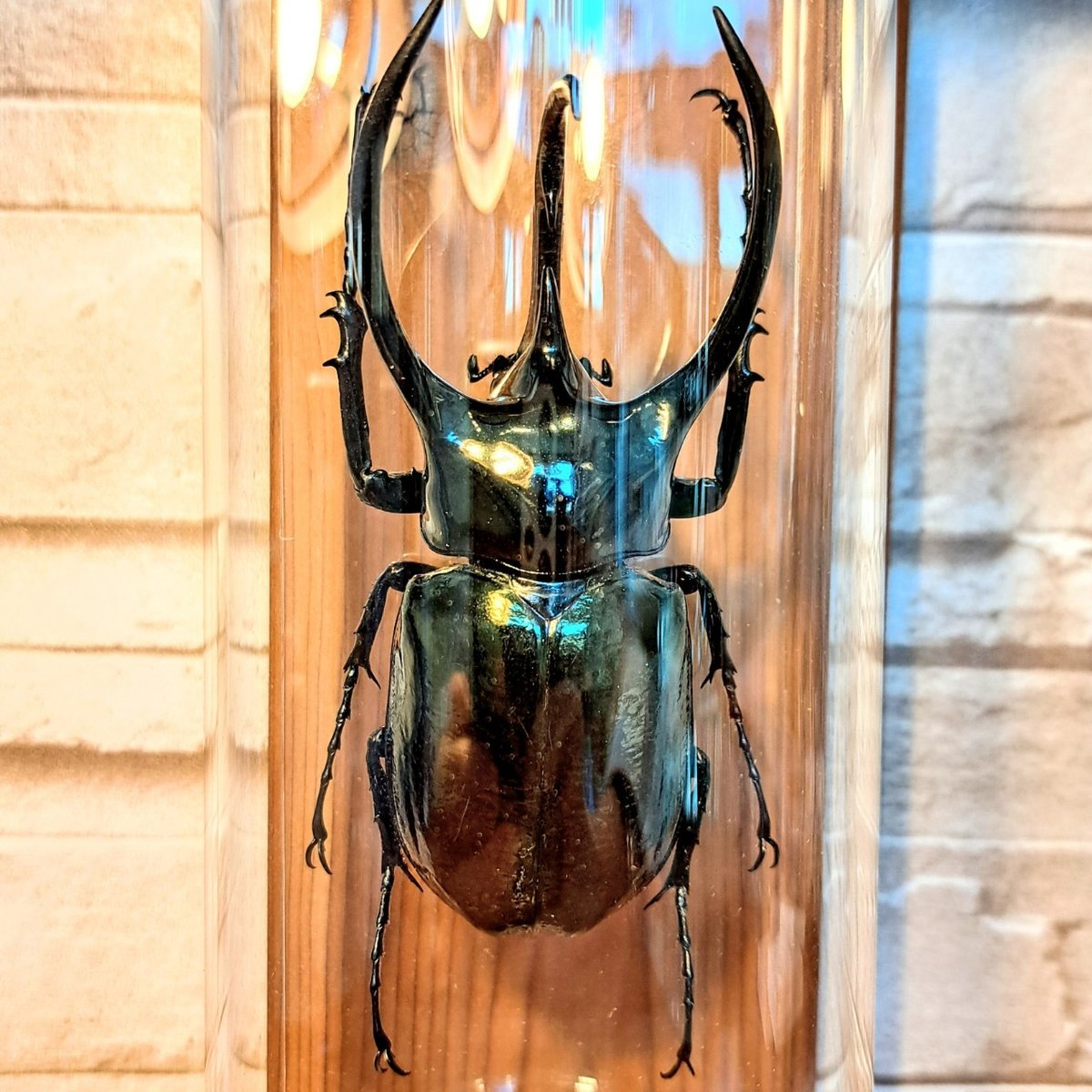 昆虫標本☆湾曲強い特大個体☆希少!!タイ産コーカサスオオカブト♂115ミリ
