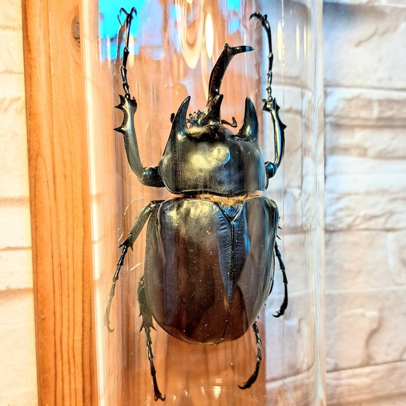 1点もの【昆虫標本】レックスゾウカブト♂93.3mm 学術型インテリア瓶