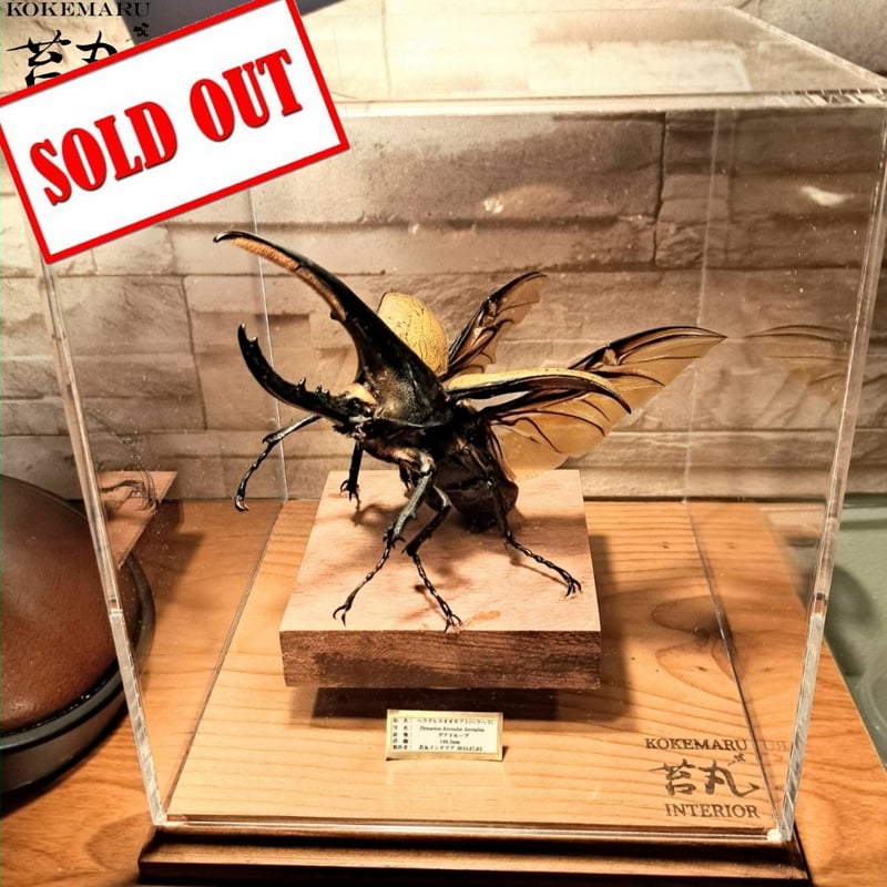 HYOHON『角』s20】ヘラクレスオオカブト♂140.2mm 立体型標本飛翔瞬間