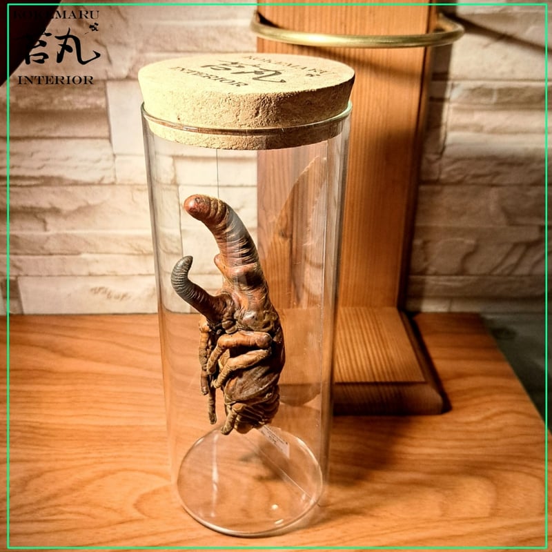 ヘラクレスヘラクレス 蛹 標本