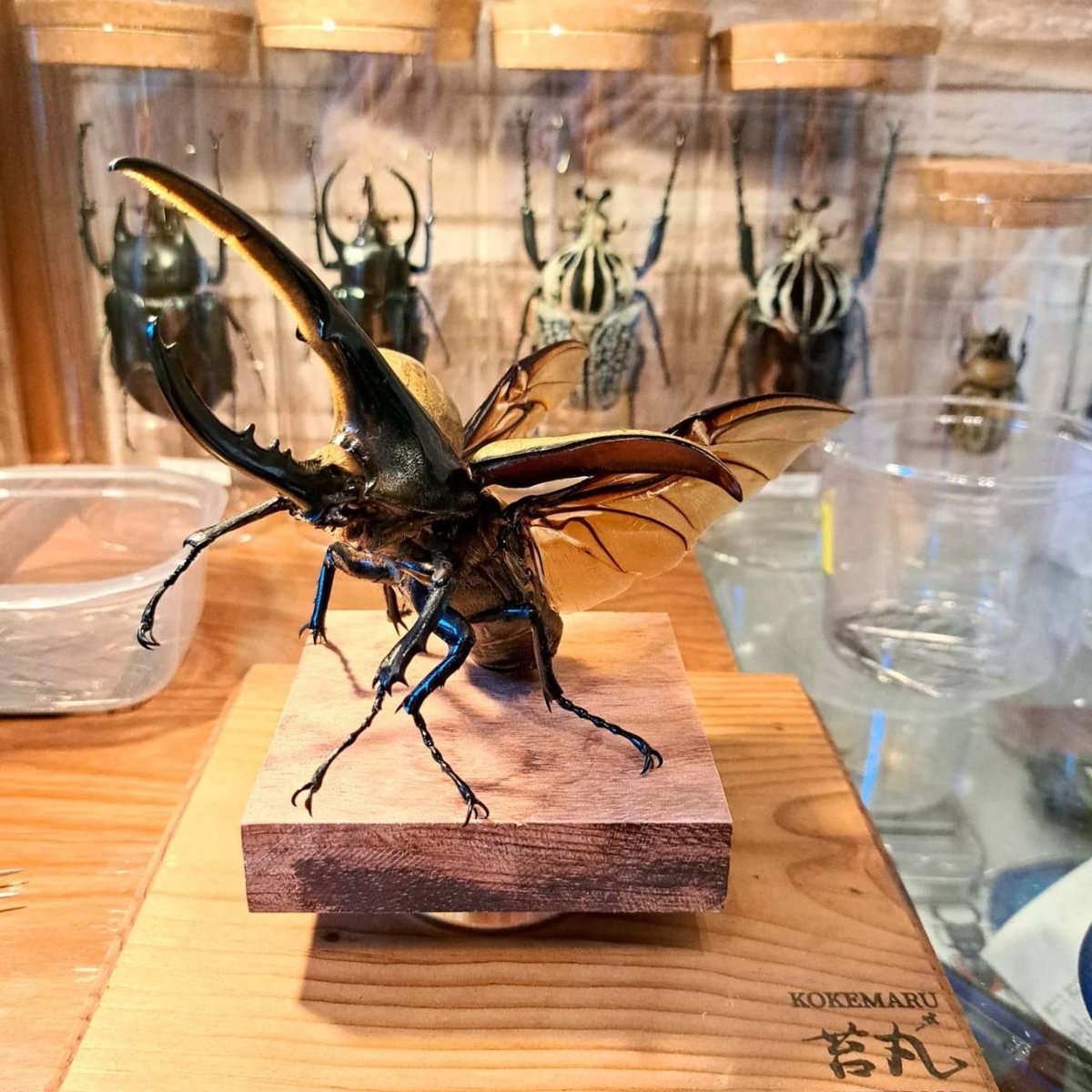 セール ヘラクレスオオカブト 標本 展足済 展足済】ヘラクレス