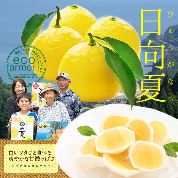 みかん様 みかんページ みかん様 ミカン様 ミカン様 蜜柑様 レビュー】ZX