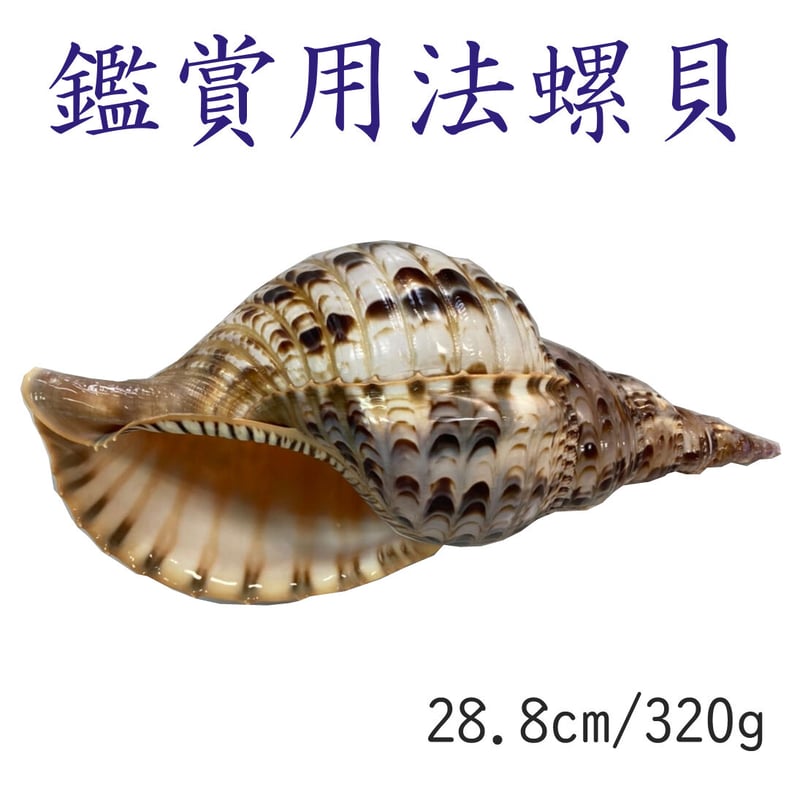 大型38㎝修験道法螺貝 山伏 密教 魔除け 熊よけ❣️ほら貝 ホラガイ