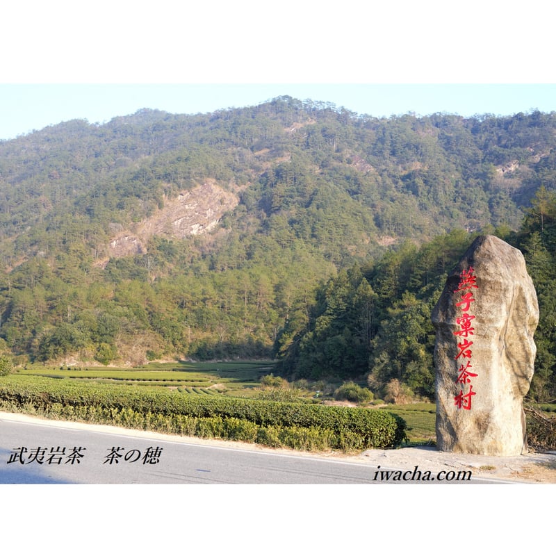 燕子窠肉桂 2024 (生態茶) | 武夷岩茶 茶の穂