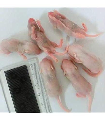 Amazon | 冷凍マウス ピンクマウス L 20匹 国産 SAfarm | SAfarm