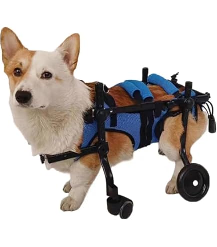 Amazon.co.jp: MIKEART 犬用車椅子 歩行器 車いす 4輪 歩行補助 ペット