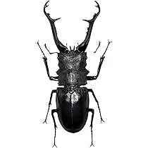 Amazon.co.jp: BACALYSO | 涅槃 1/1 サイズ ギラファノコギリクワガタ