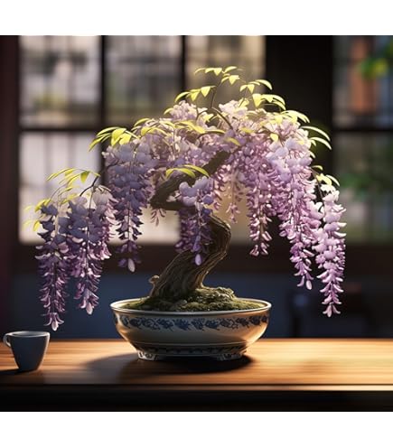 Amazon.com : Albizia Julibrissin Bonsai Seeds – Rare Persian Pink