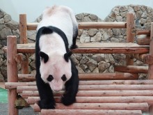 アドベンチャーワールドのパンダ「永明」30歳記念の写真集刊行へ