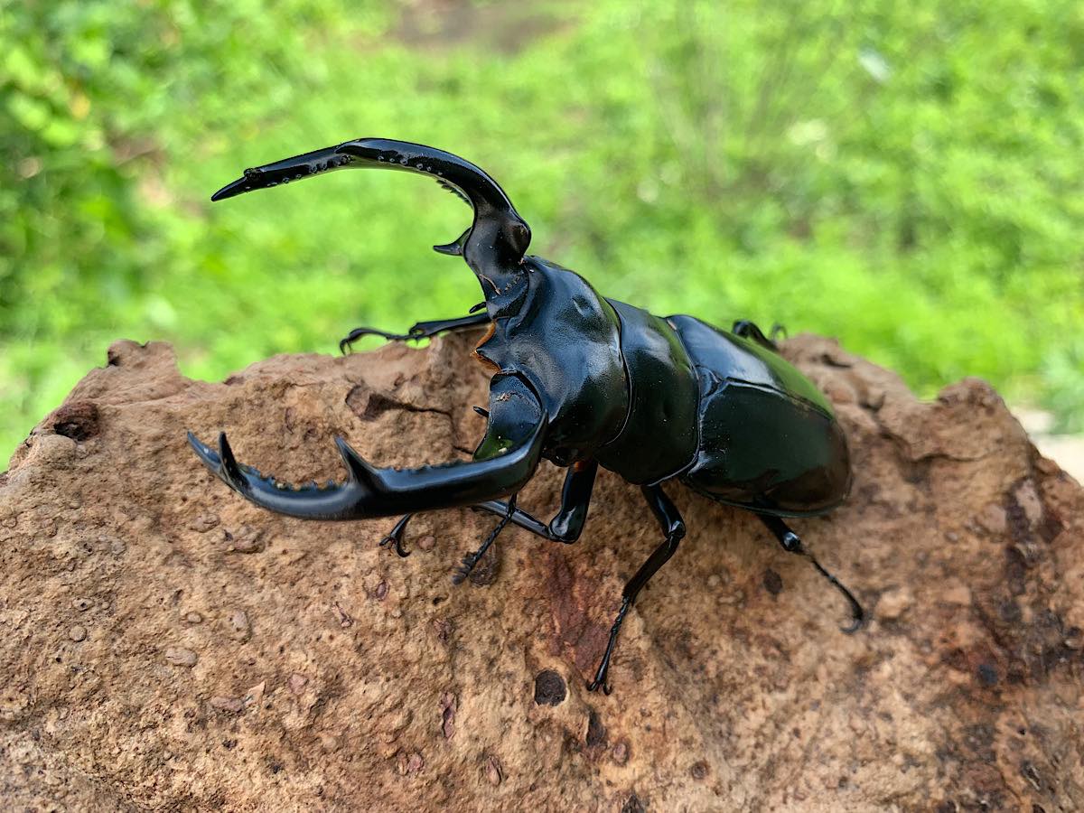 ディティエールシカクワガタ 標本 78mm ウエストウッディオオシカ