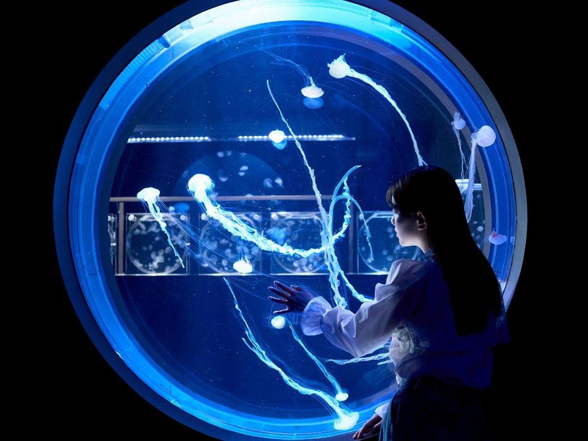 札幌の水族館で月とクラゲがテーマの企画展 3つの特別展示を用意