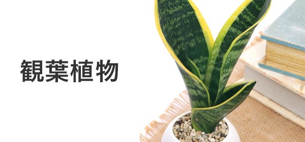 ミクロソリウムsp.スモールリーフ(水中葉)(無農薬)(1株分) | チャーム