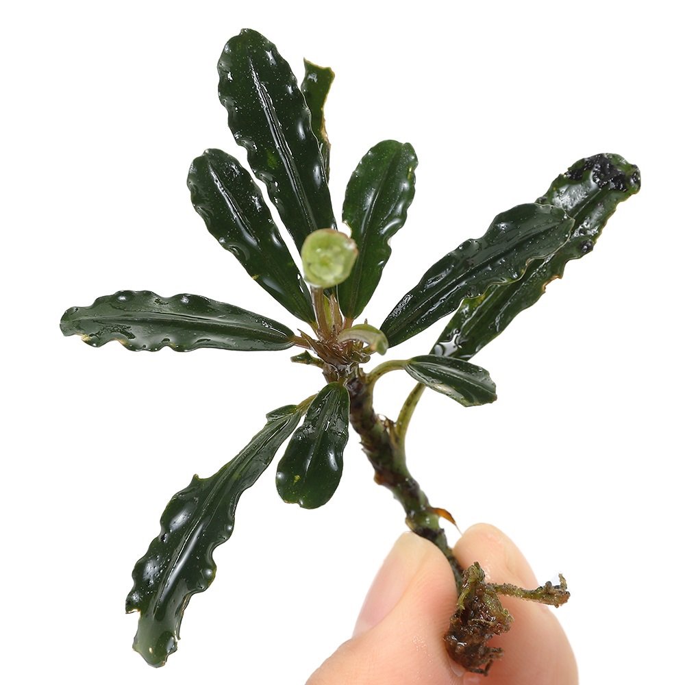 ブセファランドラsp.マイルドウェーブ(水上葉)(1株) | チャーム