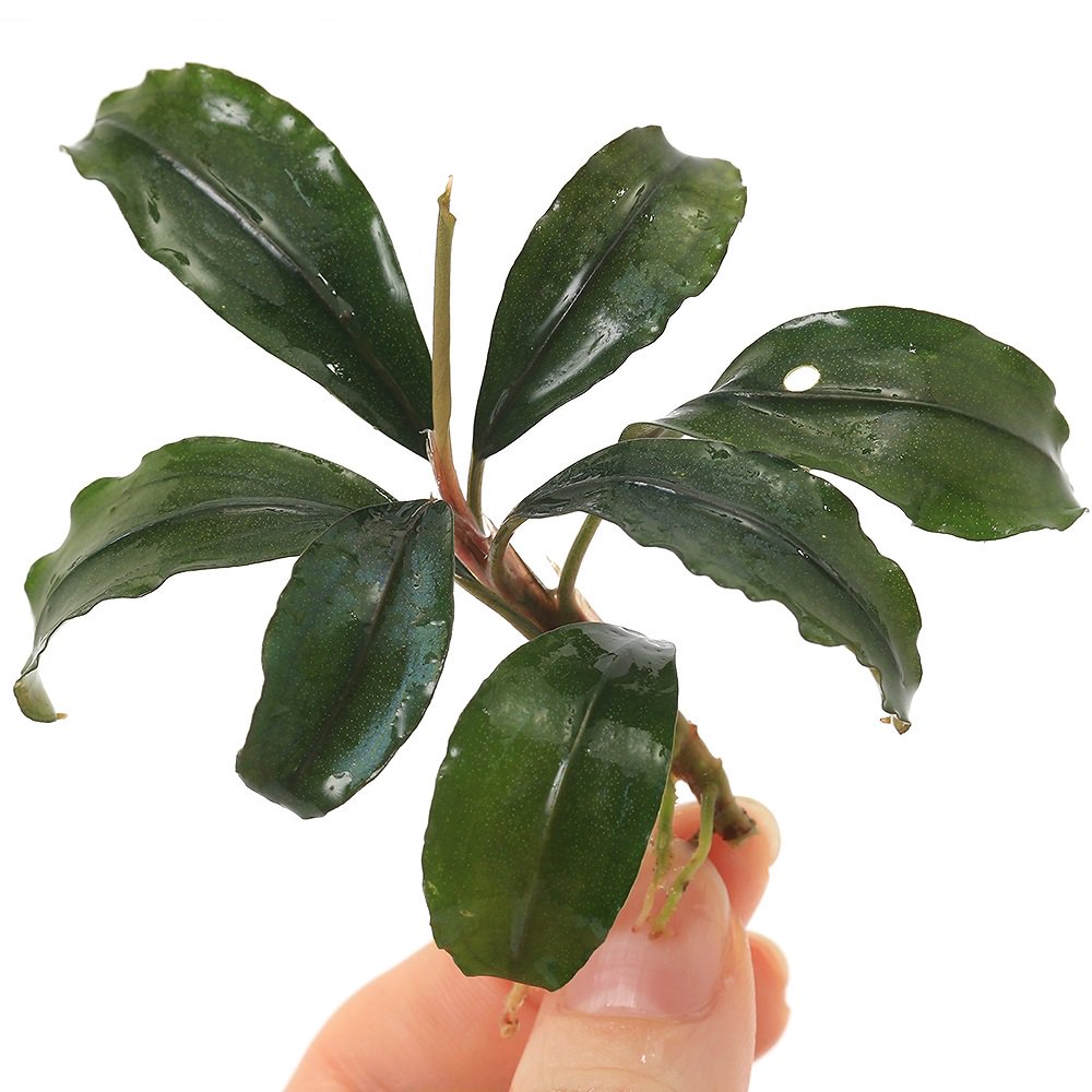 Bucepharandra ブセファランドラ new spices 新種水上葉 楽天市場