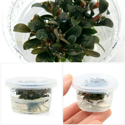 組織培養 ブセファランドラsp.クダガン ミニ ラウンド ミニカップ(無