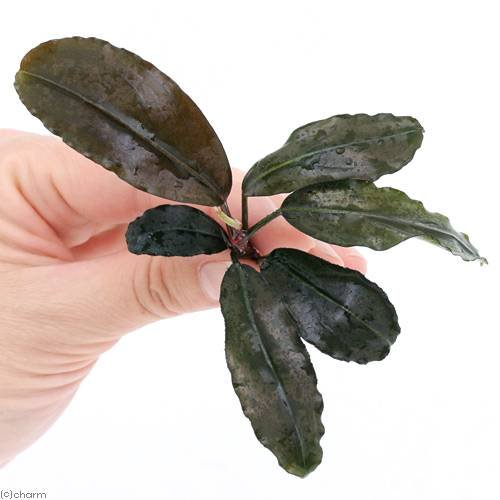 あ*ん様 ブセファランドラsp. Noyan Sanggau TB便 現地画像