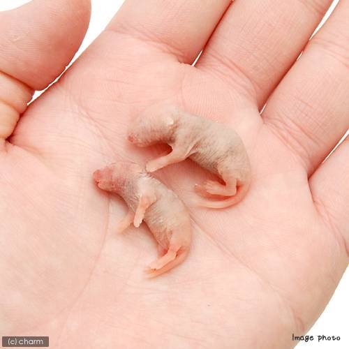 冷凍☆S(10匹) カタ養殖 Mice2 冷凍ピンクマウス パック 冷凍マウス