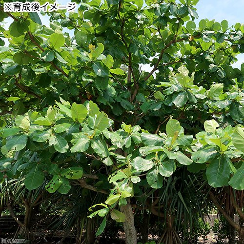 盆栽 モモタマナの苗(桃玉菜)3~3.5号 マジックリーフ | チャーム