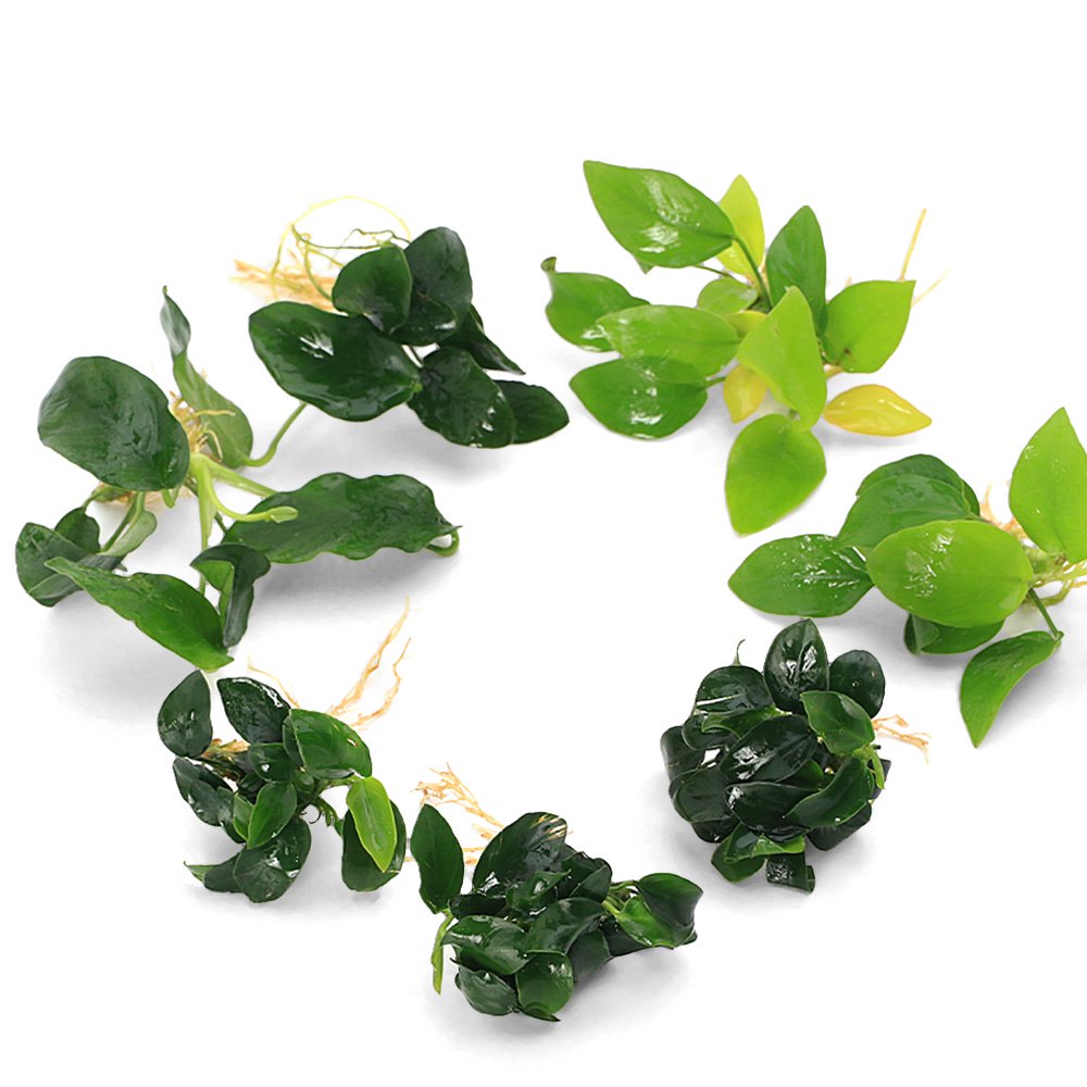 アヌビアス | チャーム