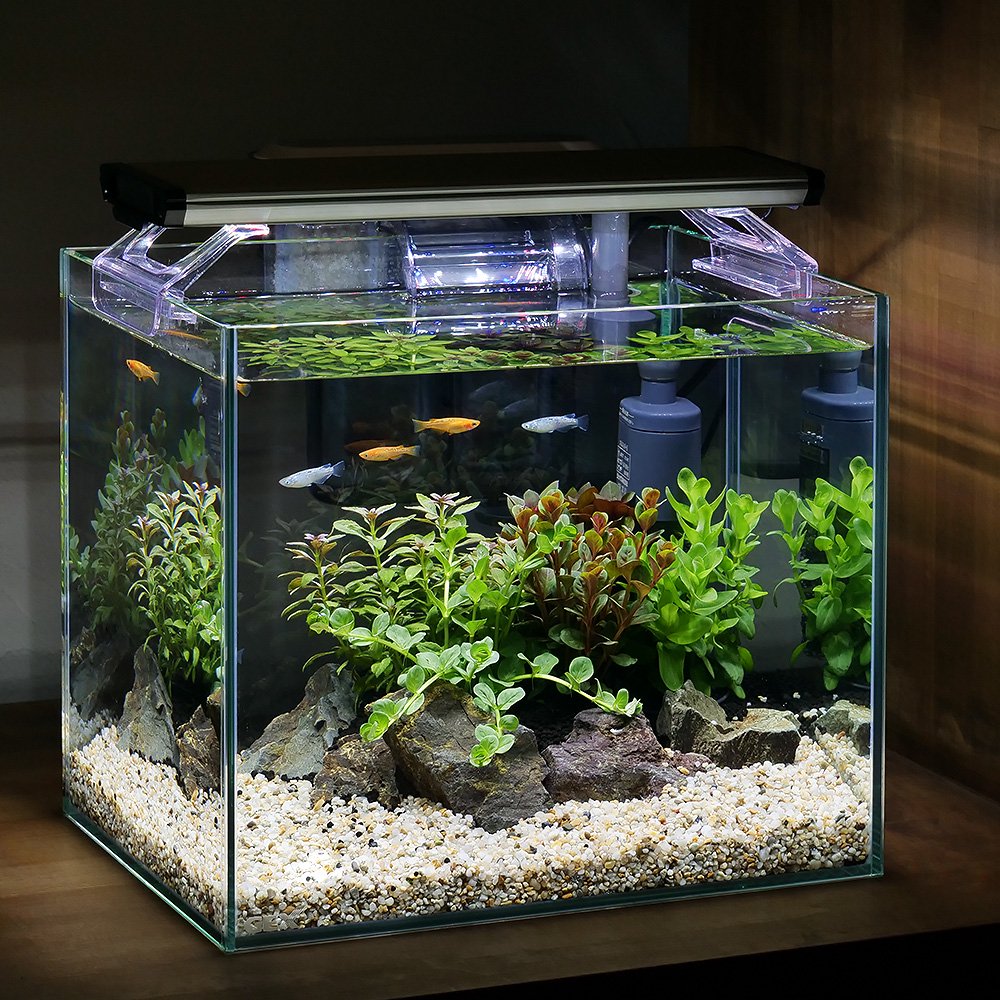 簡単水草レイアウトセット ラメメダカ ミックス付 30cm水槽 | チャーム