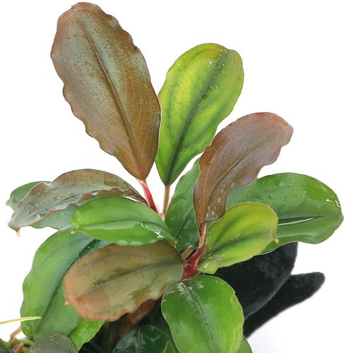 ☆活着済☆ ブセファランドラsp.ティア(東南便)付流木 ミニサイズ(8cm