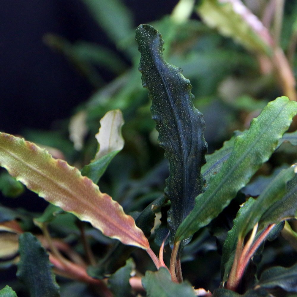 Bucephalandra sp.Pearl gray （水中葉） Bucephalandra sp.Pearl gray