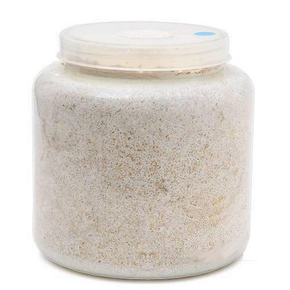 菌糸ビン XL-POT カワラタケ 2300cc 5本 透明ボトル | チャーム