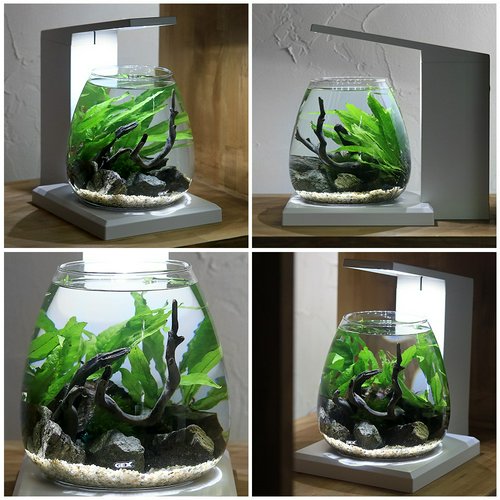 GEX PERCO ペルコで作る小さな水草の世界 | チャーム