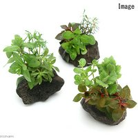 ブセファランドラsp.グリーンウェービー 斑入り(水上葉)(インボイス)(1