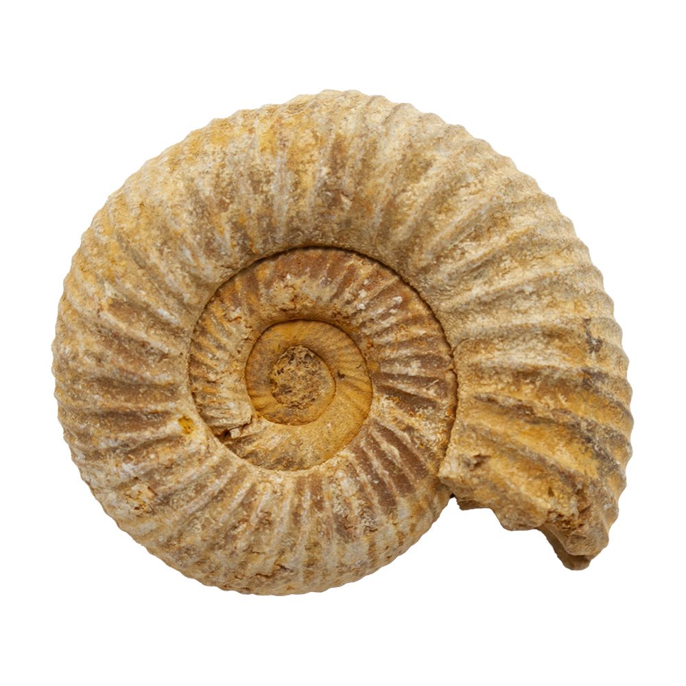 アンモナイト化石 【公式通販】