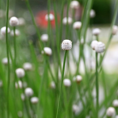 超希少】 ホシクサ・クチホワイト 水中葉1株 おまけ付き イベント開催