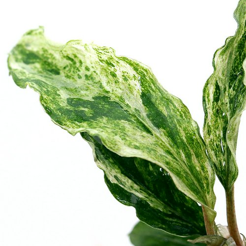 ブセファランドラsp.グリーンウェービー 斑入り(水上葉)(インボイス)(1