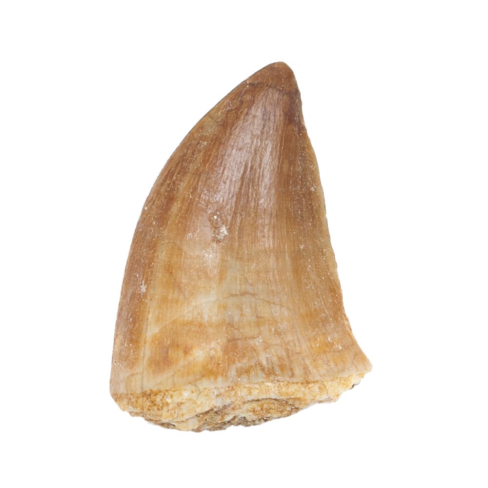 形状お任せ モロッコ産 モササウルスの歯 S 1個 白亜紀 化石 | チャーム 【