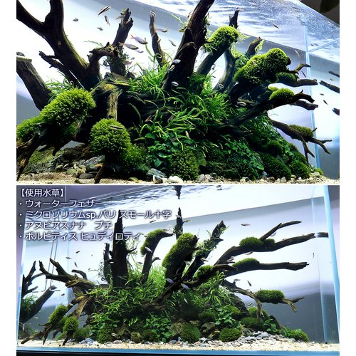 ミクロソリウムsp.バリ スモール十字(水中葉)(1株分) | チャーム