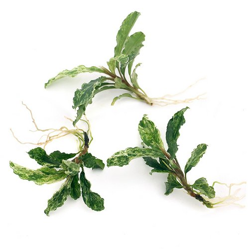 ブセファランドラsp.グリーンウェービー 斑入り(水上葉)(インボイス)(1