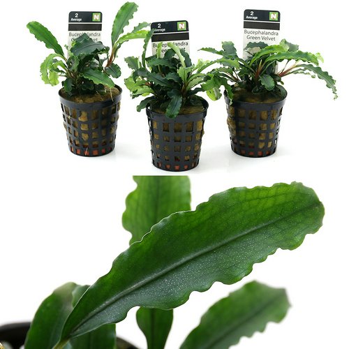 Bucephalandra sp.バンジャルバルダークグリーン(水上葉