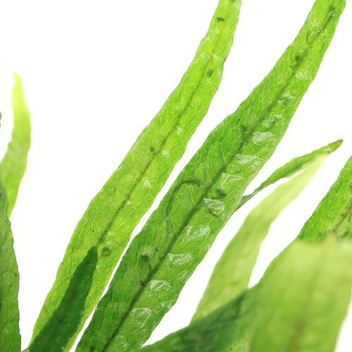 ミクロソリウム ナロー付き流木 トロピカ製(水上葉)(無農薬)(1本