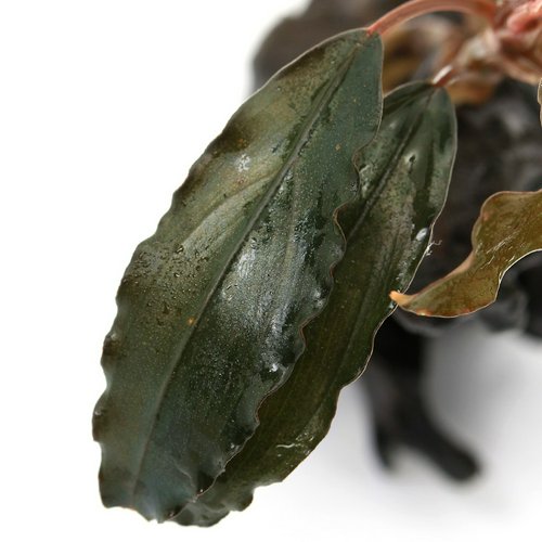 巻きたて おまかせブセファランドラ 流木SSサイズ(水上葉)(1個) | チャーム