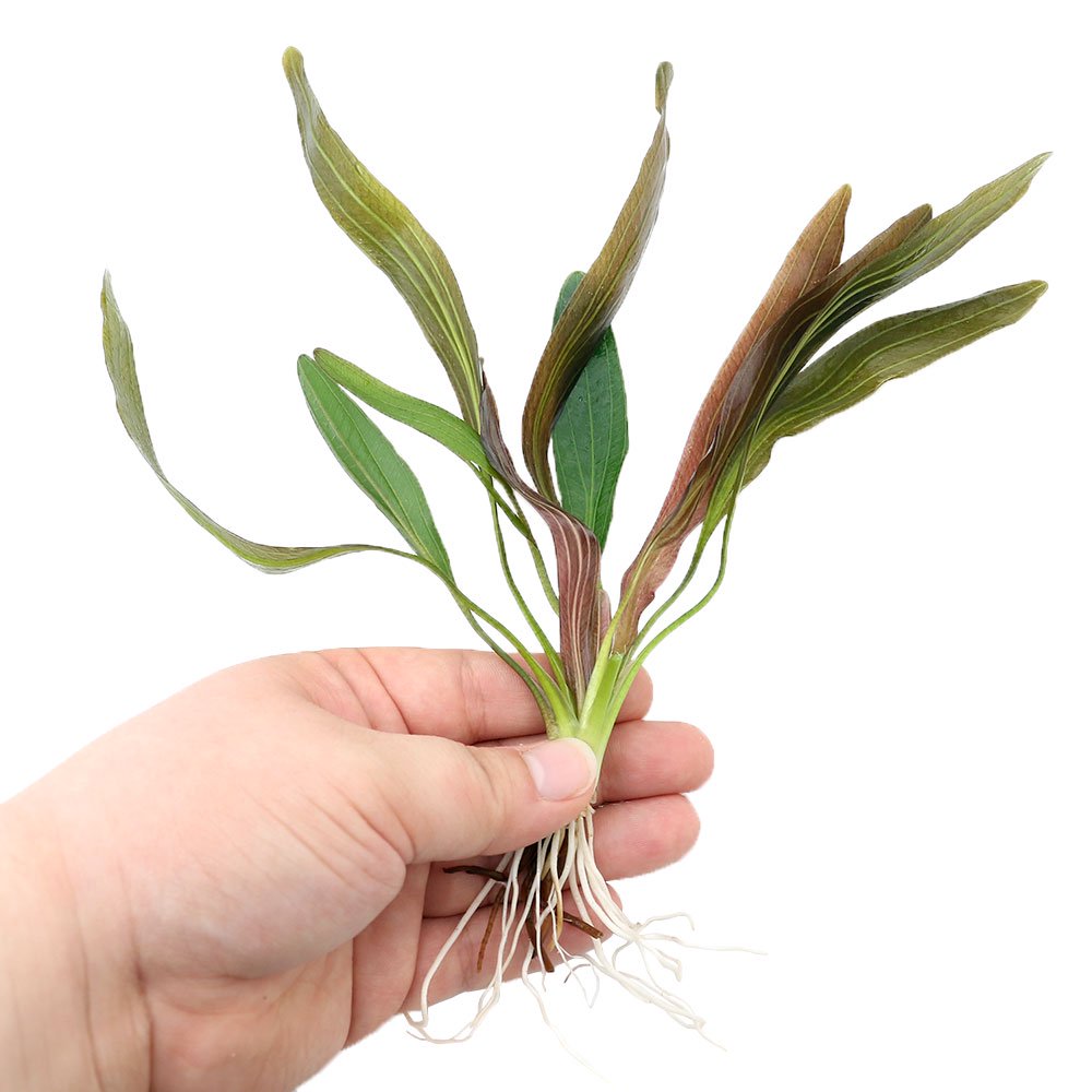 エキノドルス ホレマニーレッド(インボイス)東南便(水中葉)(無農薬)(1