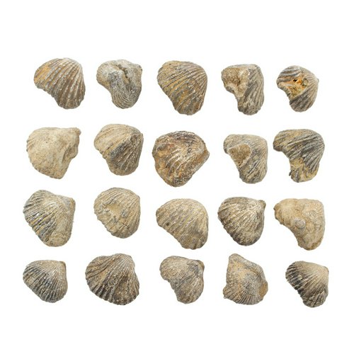 モロッコ産 ガリアネミスの肢骨化石