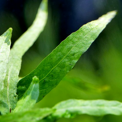 ミクロソリウム 水草苑スモールリーフ(無農薬)(1株分) | チャーム