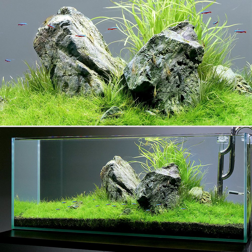 龍王石 ADA アクアリウム 特大 親石 石組レイアウト 水草 水槽