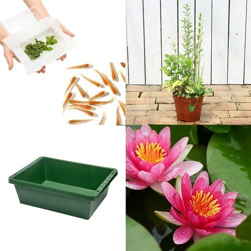 本格派ビオトープセット 温帯性睡蓮(スイレン)(赤) ヒメダカ付 説明